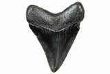 Juvenile Megalodon Tooth - South Carolina #302146-1